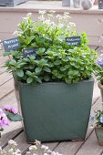 Large planter with different types of mint with labels and rockcress
