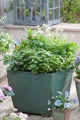 Large planter with different types of mint and rockcress