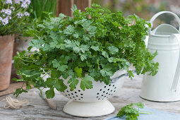 Flat-leaf and curly leaf parsley in a kitchen colander