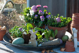 Pots with horned violets, honey, oregano and spring bittercress, young lettuce plants, Easter bunny, and Easter eggs