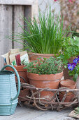 Clay pots with chives, oregano, horned violets and parsley in a wicker tray