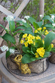 Blossoming wild garlic and cowslips clad with burlap in a wire basket