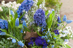 Spring in blue: zinc tub with hyacinths, grape hyacinths, forget-me-nots, horned violets, and rosemary