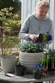 Planter being filled by a woman with horned violets, forget-me-nots, and Spring Snowflake