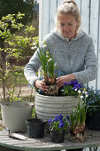 Planters being filled with horned violets, forget-me-nots, and spring snowflakes