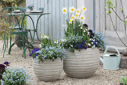 Grey tubs with narcissus, forget-me-nots, mullein, horned violets and primrose 'Lilac Dark'.