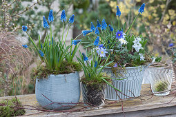 Small pot arrangement with grape hyacinths, ray anemone and puschkinia