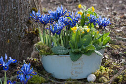 Tin planter with netted irises and primroses in the garden