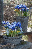 Bowl and pot with Netted irises, striped squill, grape hyacinth, and crocus