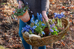 Frau trägt Korb mit Netziris, Strahlenanemone, Duftveilchen und Traubenhyazinthen zum Auspflanzen in den Garten, hält Topf mit Strahlenanemone in der Hand