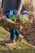 Woman carrying a basket of netted irises, ray anemone, sweet violets, and grape hyacinths to plant in the garden