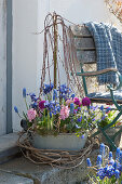 Zinc planter with catkin willow, hyacinths, netted iris, globe primroses, ray anemone, and grape hyacinths