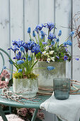 Pots with grape hyacinths, netted iris, and Ornithogalum