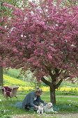 Frau mit Hunden unter Zierapfelbaum 'Paul Hauber', Vergißmeinnicht auf der Baumscheibe