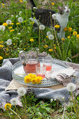 Relaxing setting in a meadow of dandelions with a blanket, pillows, and a tray with flowers, a pitcher of tea and glasses, with a cat in the background