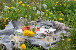 Relaxing setting in a meadow of dandelions with a blanket, pillows, and a tray with flowers, a pitcher of tea and glasses, and mint
