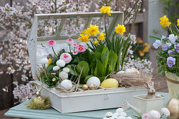 Growing greenhouse with daffodils, daisies, and cultivated dandelions as Easter decoration with Easter bunnies and Easter eggs