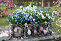 Basket box with forget-me-nots, grape hyacinths, horned violets, Tausendschon Rose, and daisies, decorated with Easter eggs