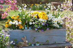 Wooden box with primroses, Tausendschon Rose, horned violets, and spring snowflake 'Bridesmaid', decorated with Easter eggs and Easter bunnies