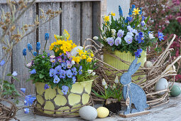 Pots with horned violets, Balkan anemone, grape hyacinths, primrose and daffodils in clematis tendrils, Easter eggs, and Easter bunny as Easter decoration