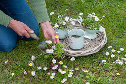 A Woman digging up daisies and planting them in tin containers for decorative purposes