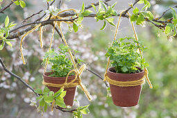 Small clay pots with parsley hung on a branch