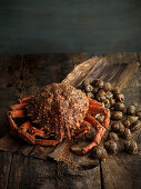 Spider crabs and snails