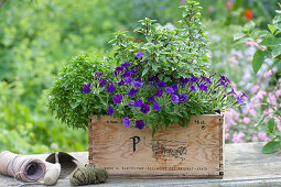 Holzkasten mit Petunie Mini Vista 'Violet', Busch-Basilikum und Zimt-Basilikum