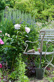 Chair next to early summer bed of peonies and blue false indigo