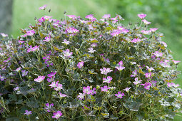 Storchschnabel  'Orkney Cherry'