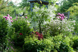 Early summer garden with snowflake tree, lady's mantle, mayflower bush, peonies and Japanese azalea