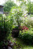 Early summer garden with white fringetree, lady's mantle, slender deutzia, Japanese azalea and cranesbill 'Orkney Cherry