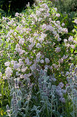 Deutzia 'Mont Rose' and lamb’s ear