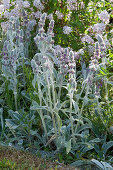 Flowering lamb’s ear in front of deutzia