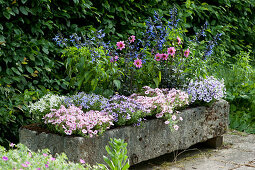A stone trough planted with dahlias Mystic 'Dreamer', ornamental sage Rockin 'True Blue', petunia Mini Vista 'Pink Star' 'Violet Star' and starflowers