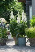 White delphinium 'Percival', feverfew 'Aureum' and Rockin salvia planted in baskets and terracotta pot