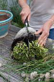 Chives cut back, divided and planted in smaller pots