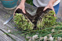 Chives cut back, divided and planted in smaller pots