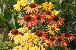 Scheinsonnenhut 'Orange Skipper' mit gelber Schafgarbe und Sonnenauge