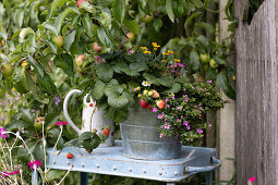 Zinc pot with strawberry and water hyssop Everest Pink' on a side table by an apple tree