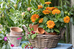 Korb mit Zinnien in Tontöpfen und Himbeerzweig auf Beistelltisch