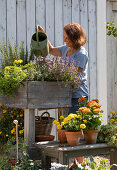 Woman watering herbs in a raised garden bed