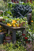 Potting bench in the vegetable garden with freshly harvested summer squash, squash blossoms, and vegetable seedlings, tomato plant, Tuscan kale