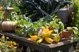 A potting bench in the vegetable garden with freshly harvested summer squash, squash blossoms, and vegetable seedlings