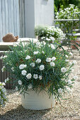 White carnation 'Devon Dove' on a gravel terrace