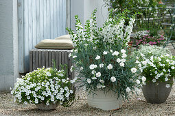 White plants on a gravel terrace: Petunia 'Mini Vista White', Carnation 'Devon Dove', angelonia 'Carrara', graceful spurge, nemesia, Rosemary, and Thyme