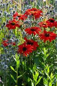 Coneflower 'Kismet Intense Orange' and man-trefoil in a border