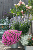 Panicle hydrangea 'Pinky Winky', catmint, Anise hyssop 'Blue Fortune', petunia Mini Vista 'Hot Pink', curryplant, and Rosa chinensis