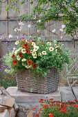 Basket box with summer flowers and herbs: Petunia Beautical 'Cinnamon' 'French Vanilla', speckled mint 'Calixte', white gaura, and white variegated oregano