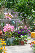 Terrasse mit Bechermalven, Petunie 'Mini Vista Violet', Prachtkerze 'Lillipop Pink', Eisenkraut, Kohlrabi und Erdbeerpflanze in Tontöpfen